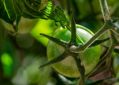 Le jardin du Rudel - plantation de tomates - producteur local à Albi