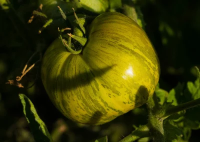 Le jardin du Rudel - plantation de tomates - producteur local à Albi