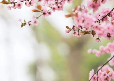 Plantation d’un arbuste au printemps : conseils de votre Pépinière à Albi