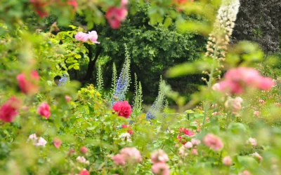 Plantation d’un arbuste au printemps : conseils de votre Pépinière à Albi