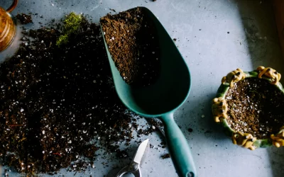 Un potager à Albi : le guide complet de votre Jardinerie à Albi